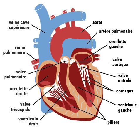 Valvulopathie  CCJJ - Centre Cardiovasculaire Jean Jaurès